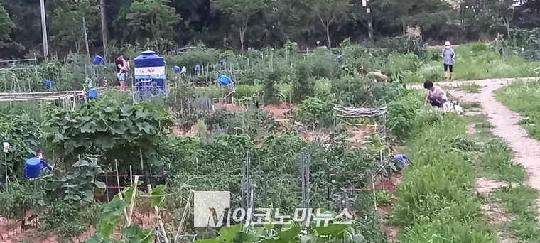 ‘탑동시민농장’에서 시민들이 가꾼 각종 채소들이 자라고 있는 모습. (사진/최재우기자)