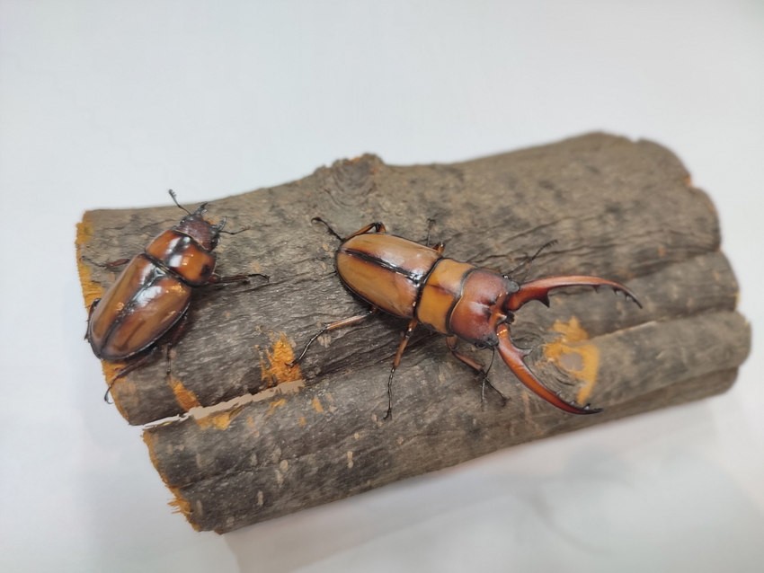 두점박이 사슴벌레(Prosopocoilus astacoides blanchardi)의 모습. 2012년부터 환경부 지정 멸종위기야생생물 2급으로 보호받고 있다. (좌)암컷 41mm (우)수컷 82mm. / 사진 제공 : 의왕시청