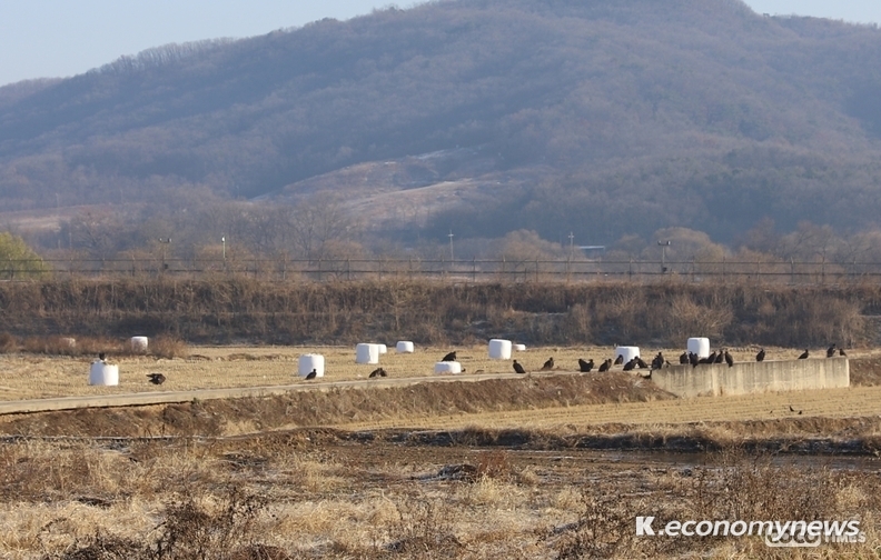 지난 5월 연천군에서 탈진한 상태로 발견, 구조 후 치료와 재활 등 돌봄을 받아온 천연기념물 ‘독수리’가 11월 30일 파주 독수리식당(Vulture Restaurant) 개장 행사를 통해 자연으로 돌아갔다. <경기도 제공>