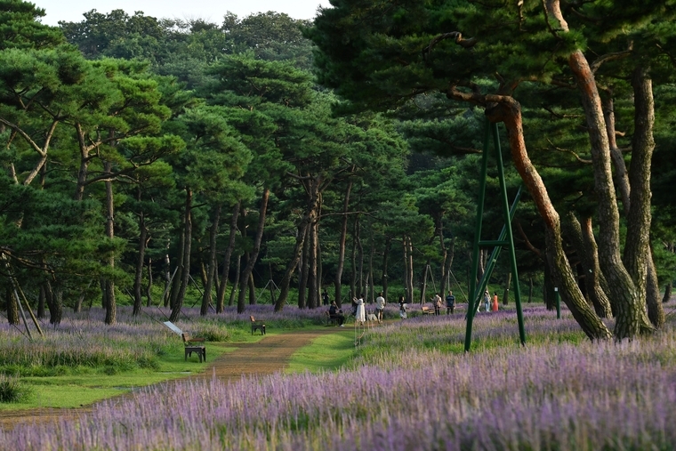 수원 노송 숲 <경기도 제공>