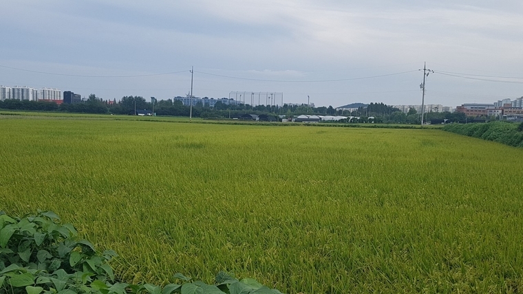 수원시 권선구 금곡동일대 들녘 모습 <수원시 농업기술센터 제공>