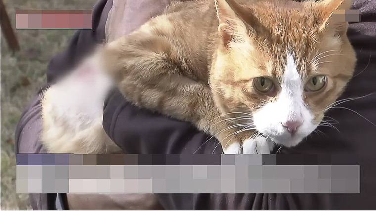  <사진=뉴스방송화면 캡처>